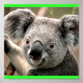Koala Poster (Voorkant)