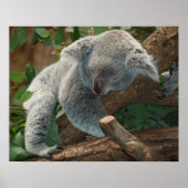 Koala Poster (Voorkant)
