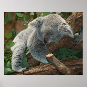 Koala Poster