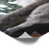 Koala Poster (Hoek)