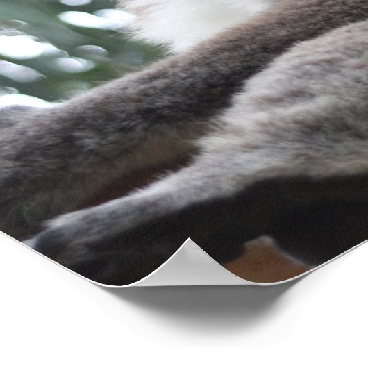 Koala Poster (Hoek)