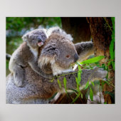 Koala Poster (Voorkant)