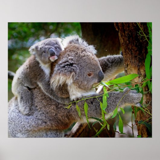 Koala Poster (Voorkant)