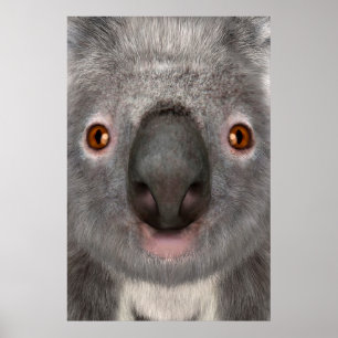 Koala Poster