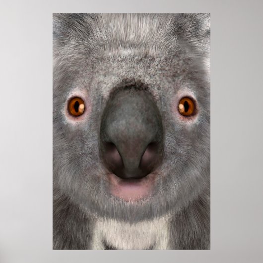 Koala Poster (Voorkant)