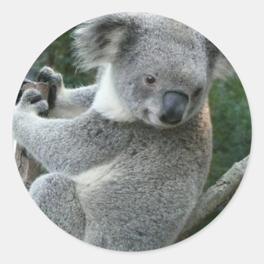 Koala Ronde Sticker (Voorkant)