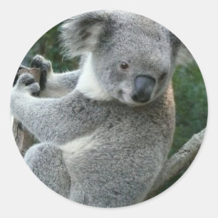 Koala Ronde Sticker