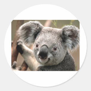 Koala Ronde Sticker