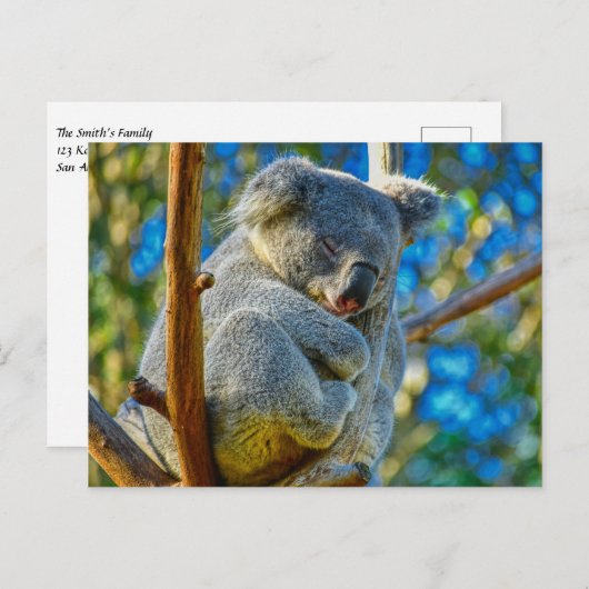 Koala rustig slapen in een boom briefkaart (Voorkant / Achterkant)