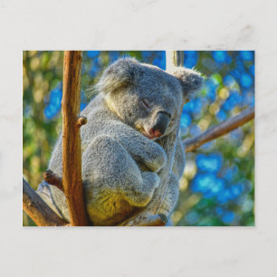 Koala rustig slapen in een boom briefkaart
