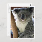 koala schattig briefkaart (Voorkant / Achterkant)