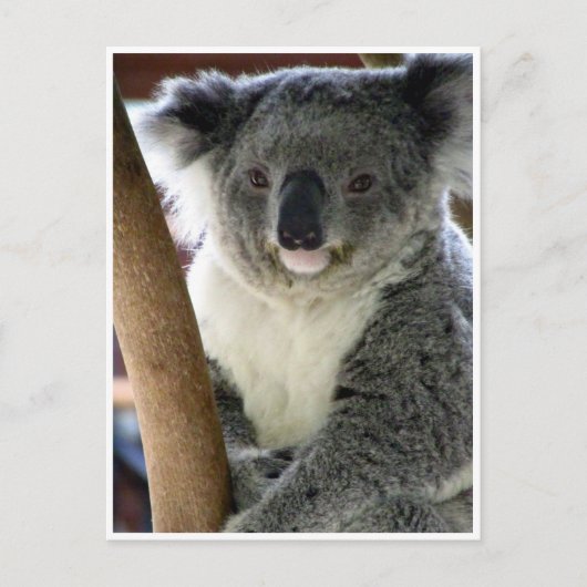 koala schattig briefkaart (Voorkant)