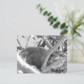 Koala slaapt, zwart-wit foto, Australië Briefkaart (Staand voorkant)