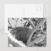 Koala slaapt, zwart-wit foto, Australië Briefkaart (Voorkant / Achterkant)