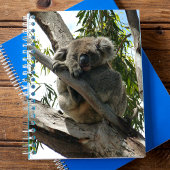 Koala - Slapend Notitieboek