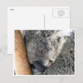 koala slaperig briefkaart (Voorkant / Achterkant)