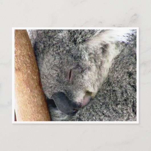 koala slaperig briefkaart (Voorkant)
