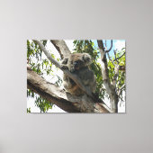Koala - Sleeping Canvas Afdruk (Voorkant)