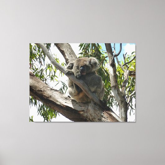 Koala - Sleeping Canvas Afdruk (Voorkant)