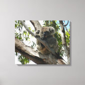 Koala - Sleeping Canvas Afdruk (Voorkant)