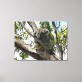 Koala - Sleeping Canvas Afdruk (Voorkant)