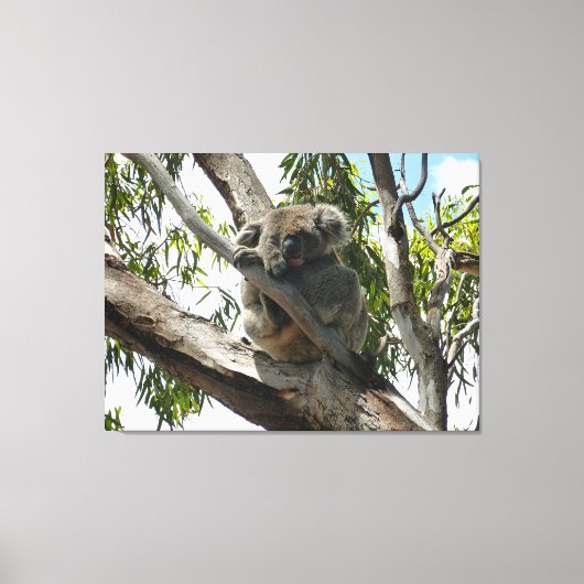Koala - Sleeping Canvas Afdruk (Voorkant)