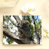 Koala - Sleeping Feestdagenkaart