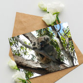 Koala - Sleeping Feestdagenkaart