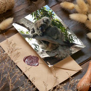 Koala - Sleeping Folie Wenskaart