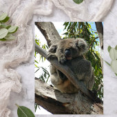 Koala - Sleeping Folie Wenskaart