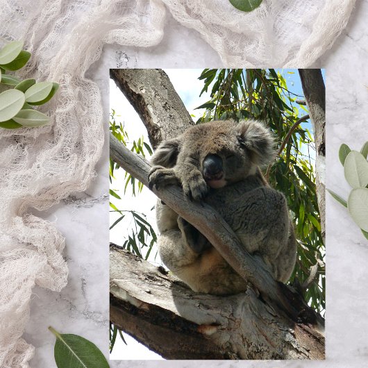 Koala - Sleeping Folie Wenskaart