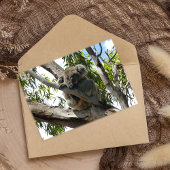 Koala - Sleeping Folie Wenskaart
