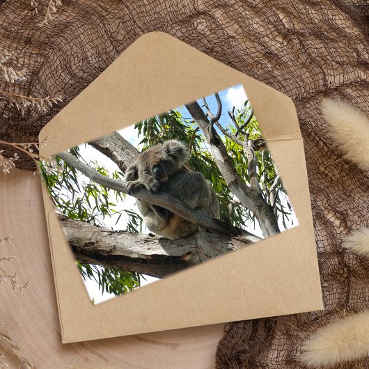 Koala - Sleeping Folie Wenskaart
