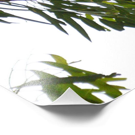 Koala - Sleeping Foto Afdruk (Hoek)