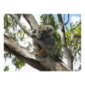 Koala - Sleeping Foto Afdruk (Voorkant)