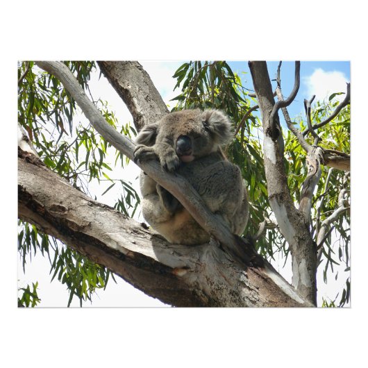 Koala - Sleeping Foto Afdruk (Voorkant)