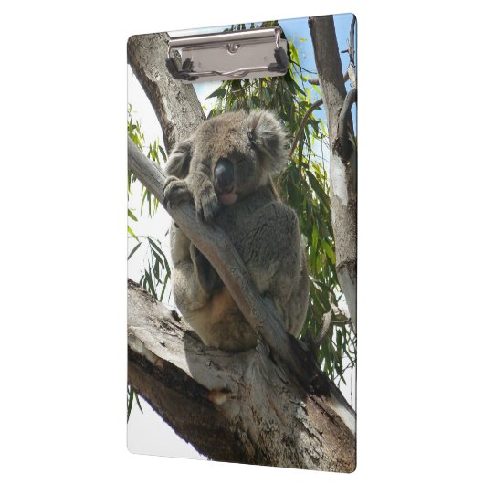 Koala - Sleeping Klembord (Links)