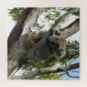 Koala - Sleeping Legpuzzel (Horizontaal)