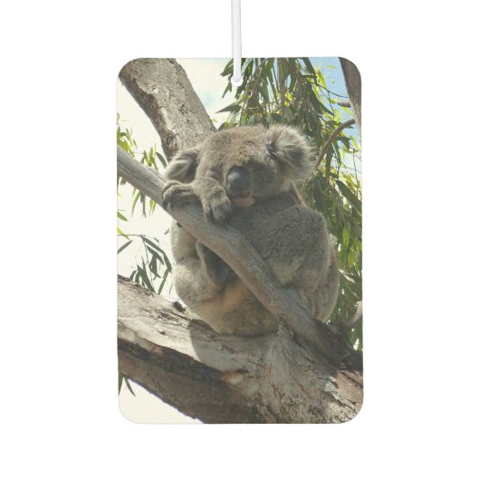 Koala - Sleeping Luchtverfrisser (Voorkant)