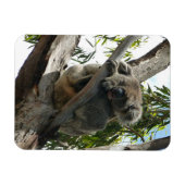 Koala - Sleeping Magneet (Horizontaal)