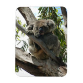 Koala - Sleeping Magneet (Verticaal)