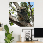 Koala - Sleeping Poster (Thuiskantoor)