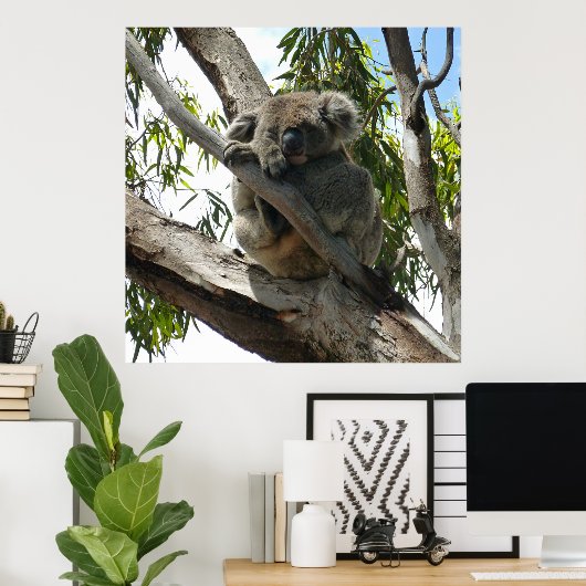 Koala - Sleeping Poster (Thuiskantoor)