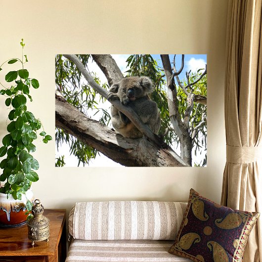 Koala - Sleeping Poster