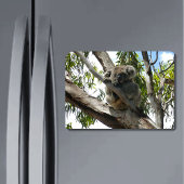 Koala - Sleeping Ronde Sticker
