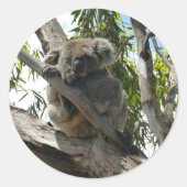 Koala - Sleeping Ronde Sticker (Voorkant)