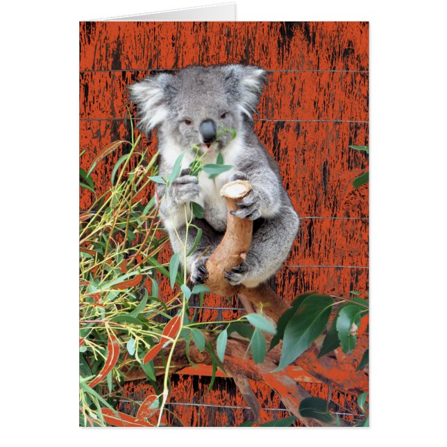 Koala Snack Time (Voorkant)