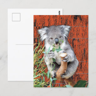 Koala Snack Time Briefkaart
