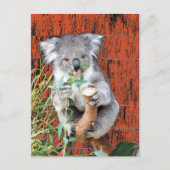 Koala Snack Time Briefkaart (Voorkant)