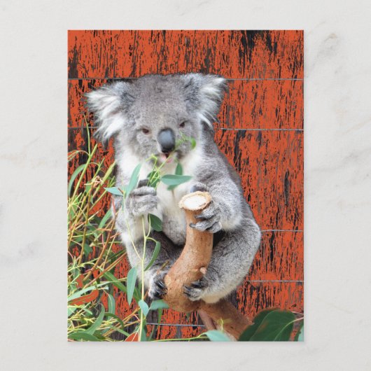 Koala Snack Time Briefkaart (Voorkant)
